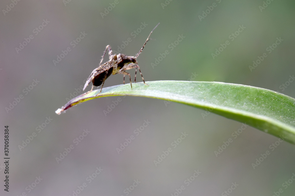 Fototapeta premium Tree Damsel Fly 02