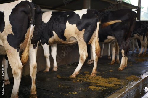 cow dung scattered in the cage.  dirty and smelly cattle ranch