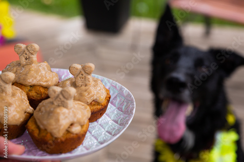 Pup-cakes for dogs at a party photo