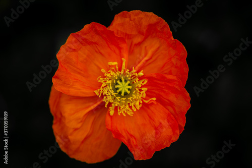 Orange poppy flower on a black background