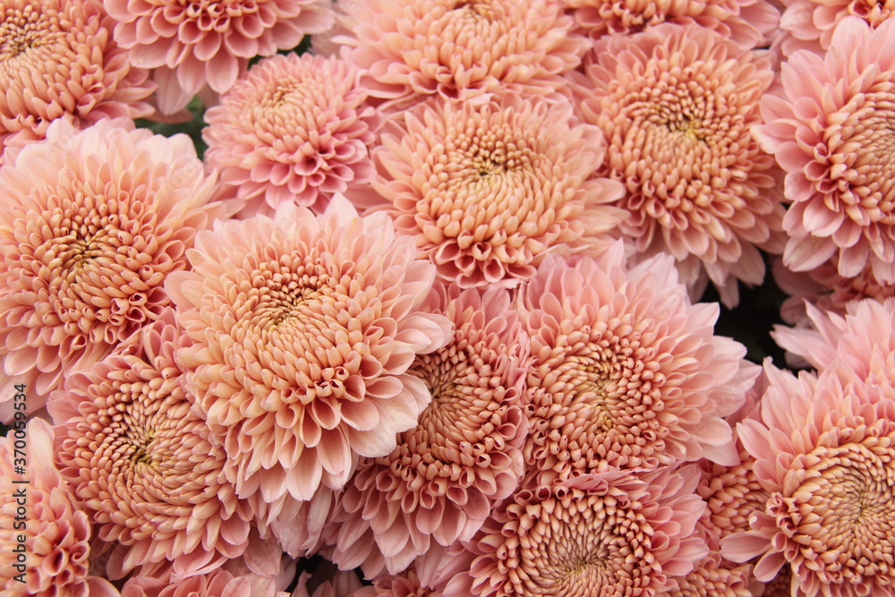 Beautiful pink Chrysanthemum flower pattern with a fresh aroma. flowers that are ready to be harvested and sold Beautiful pink Chrysanthemum flower pattern with a fresh aroma. flowers that are ready to be harvested and sold