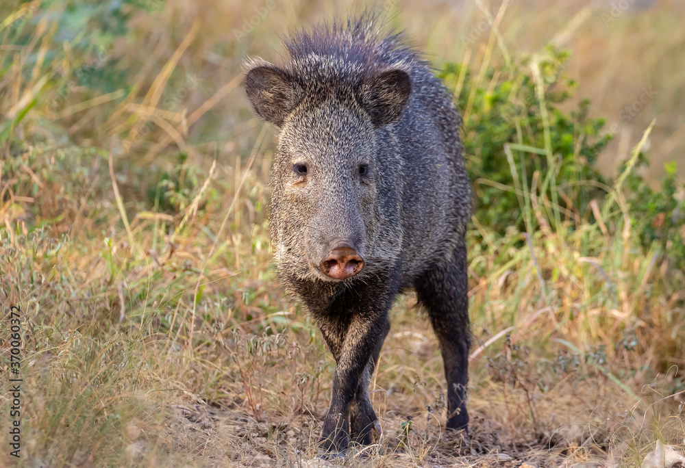 Javelina in the Texas Hill Country Javelina in the Texas Hill Country