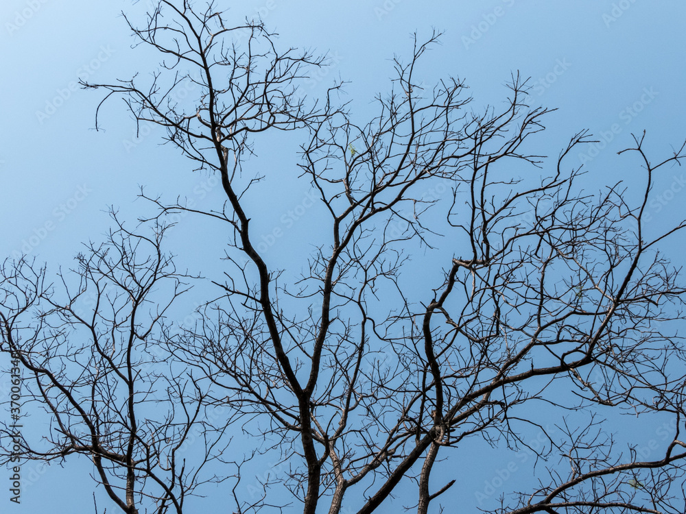 branches of a tree against blue sky branches of a tree against blue sky