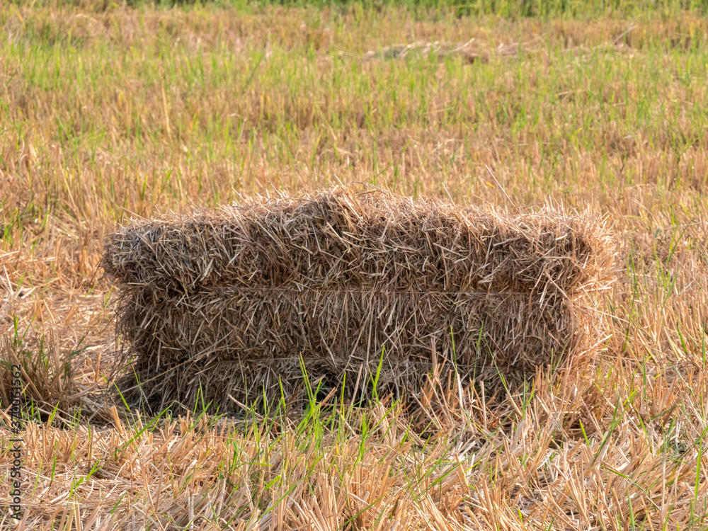 Fototapeta premium hay bale in the field