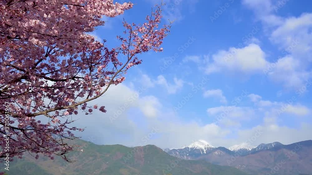 【長野県】春の安曇野から望む北アルプスと桜