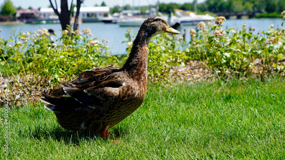 big beautiful domestic duck on a sunny day on green grass against the backdrop of a pond. farm. portrait of brown duck