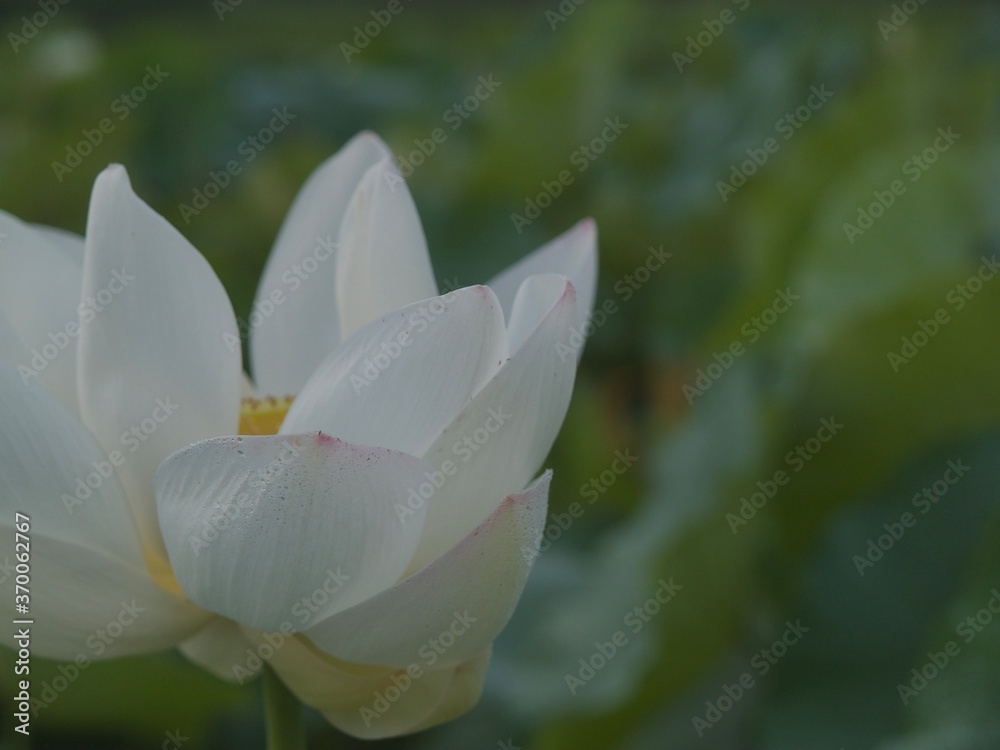 Lotus Flower In The Pond 花蓮 蓮の花 蓮華 レンコンの花 蓮根の花 レンコン 蓮根 Stock Photo Adobe Stock