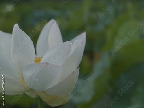lotus flower in the pond.
花蓮。蓮の花。蓮華。レンコンの花。蓮根の花。レンコン。蓮根。