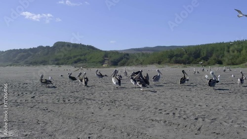 pelicans and seagulls on the shore of chile bucalemu pichilemu beach on a sunny day in slow motion photo