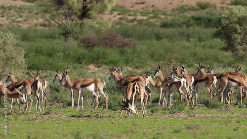 Herd of springbok antelopes (Antidorcas marsupialis) in natural habitat, Kalahari, South Africa