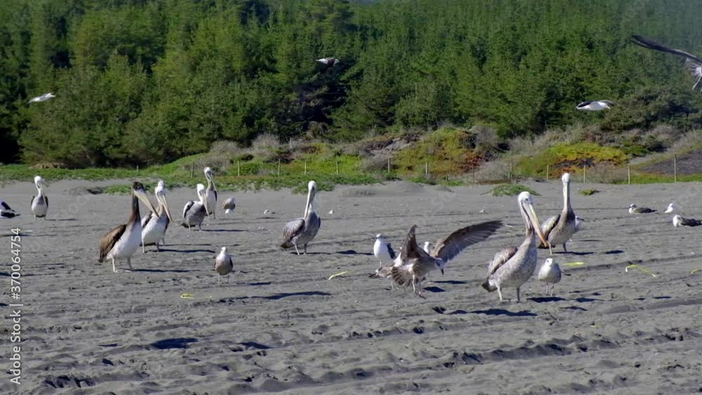 pelicans and seagulls on the shore of chile bucalemu pichilemu beach on a sunny day in slow motion pelicans and seagulls on the shore of chile bucalemu pichilemu beach on a sunny day in slow motion