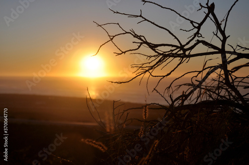 Sun setting over the ocean with silhouette of tree branch and bunny ear grass in the foreground