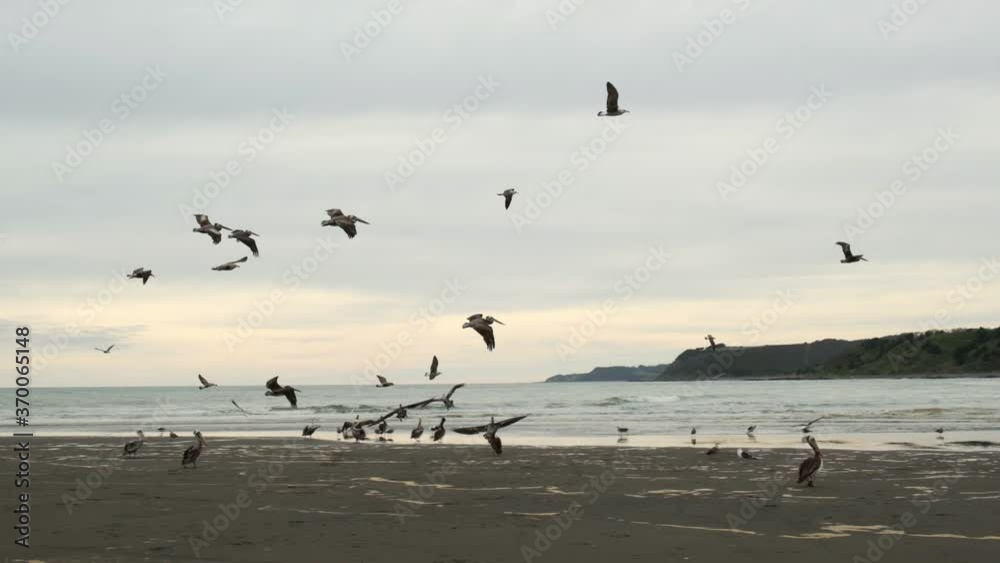 pelicans and seagulls on the shore of chile bucalemu pichilemu beach on a cloudy day in slow motion pelicans and seagulls on the shore of chile bucalemu pichilemu beach on a cloudy day in slow motion