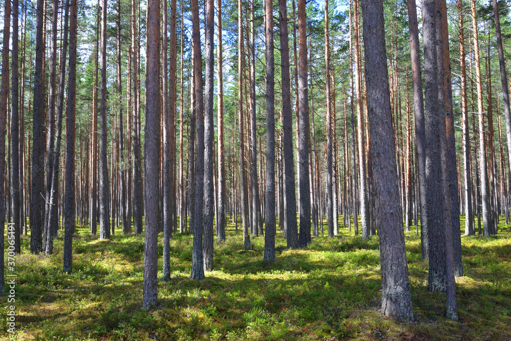 Fototapeta premium Pine forest at summer.