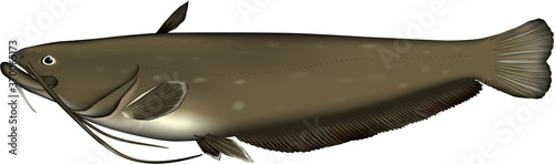 ナマズ　イラスト