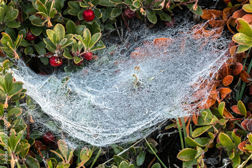Frozen Spiderweb in Bearberry (Arctostaphylos uva-ursi) photo