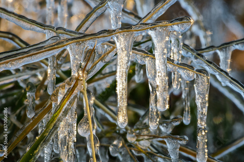 Ice Covering Plants after a Cold Night in Autumn, WA photo