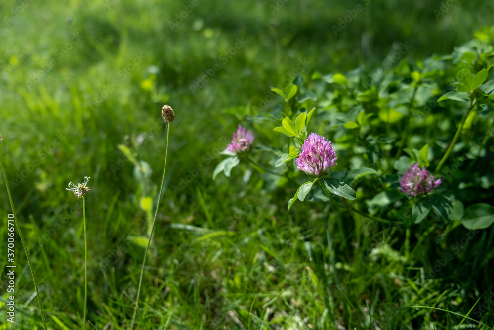 pink clover flowers in the grass pink clover flowers in the grass