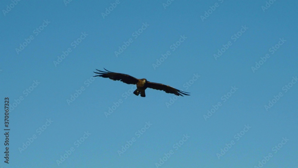 A focus on a wild falcon which flying in the sky A focus on a wild falcon which flying in the sky