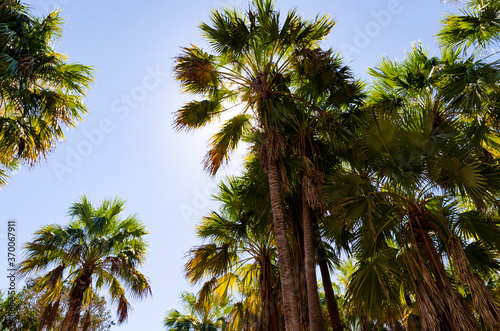Australische Palmen © Poster-Neitzel