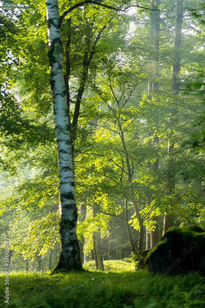 Obraz premium morning in the forest with sunbeam camp