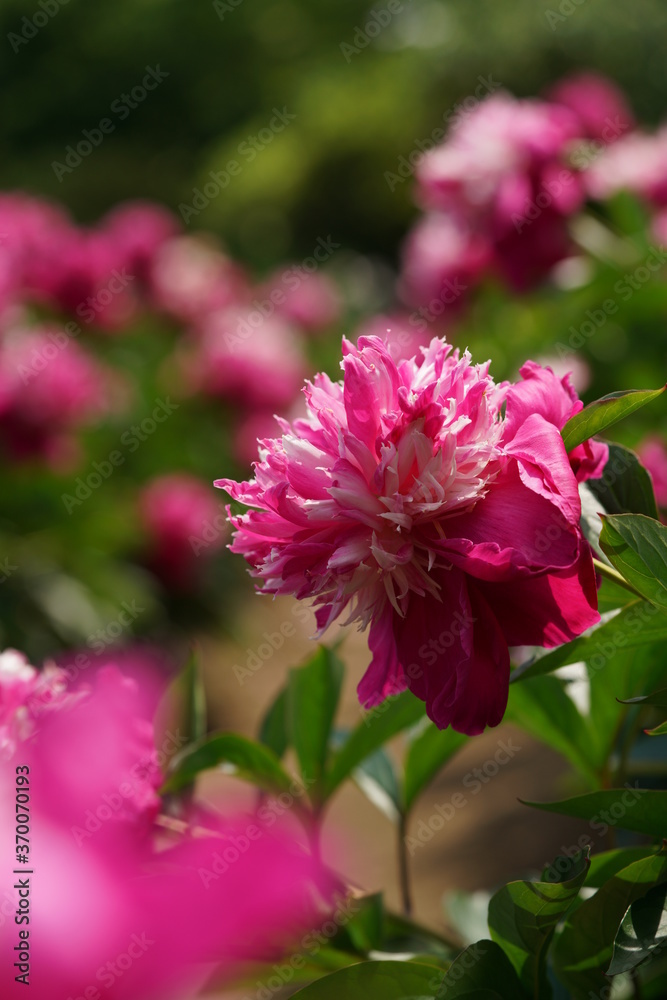 Double-petal, Light Pink Flower of Peony in Full Bloom
Double-petal, Light Pink Flower of Peony in Full Bloom