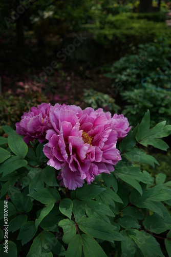 Pink Flower of Peony in Full Bloom 