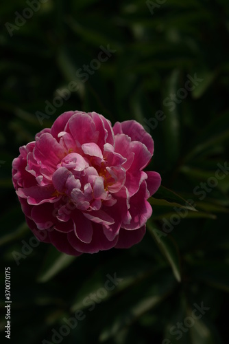 Pink Flower of Peony in Full Bloom
