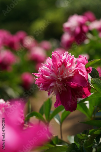 Double-petal, Light Pink Flower of Peony in Full Bloom 