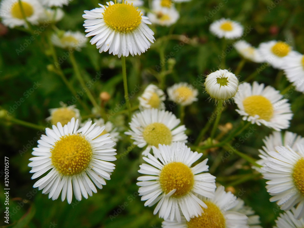 Fototapeta premium white wild flowers daisies or bellis close-up on a meadow on a summer day