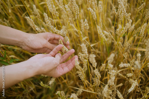 Male hand holding a golden wheat ear in the wheat field. A man's hand gently touches the wheat.