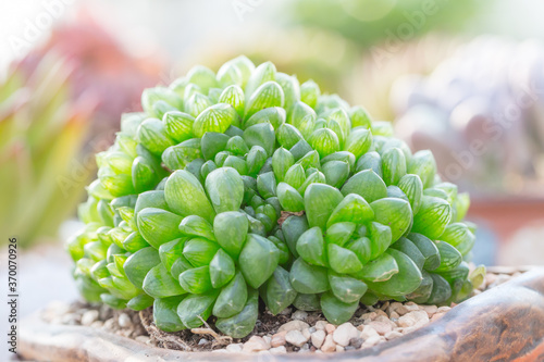 Succulent Plant Yulu，Haworthia cooperi var. pilifera (Baker) M.B.Bayer