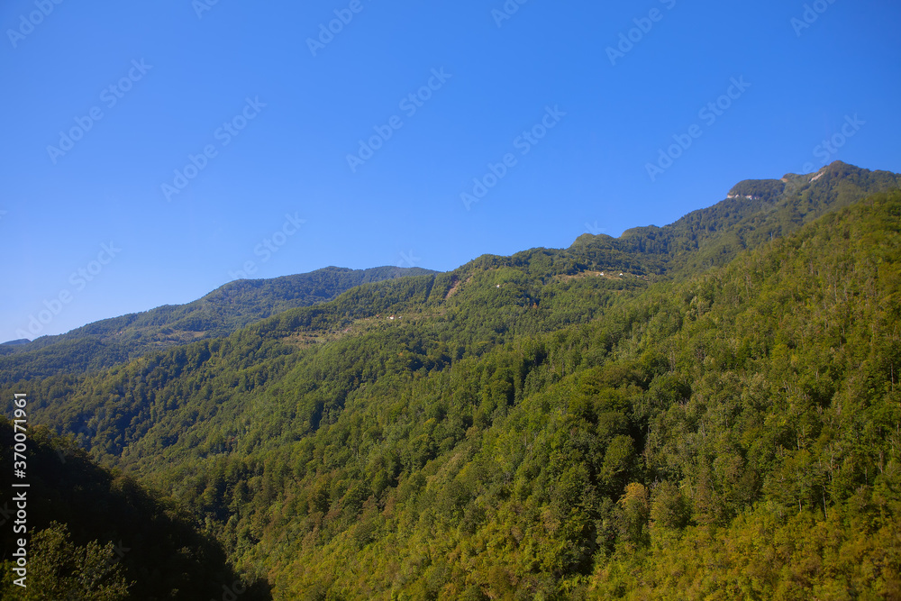 Mountains covered by green dense forest 