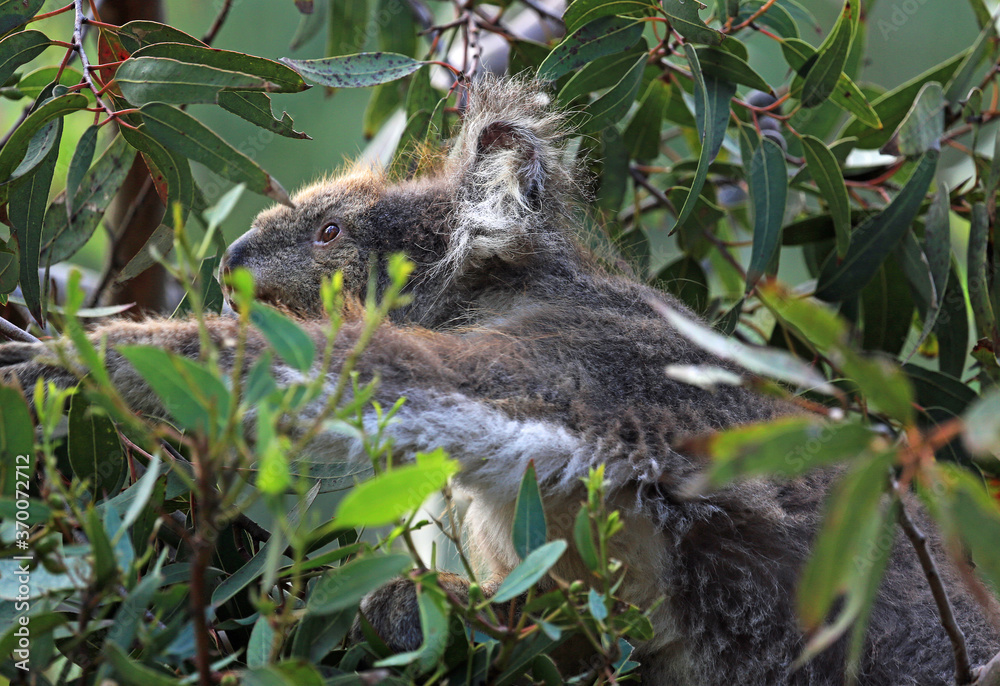 Naklejka premium Koala in green - Kennett River, Victoria, Australia