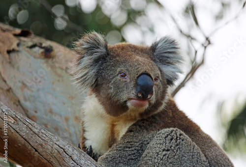Canvas Print Koala watching - Kennett River, Victoria, Australia