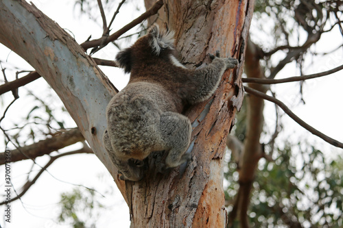 Fototapeta Naklejka Na Ścianę i Meble -  Koala climbing up the tree  - Kennett River, Victoria, Australia