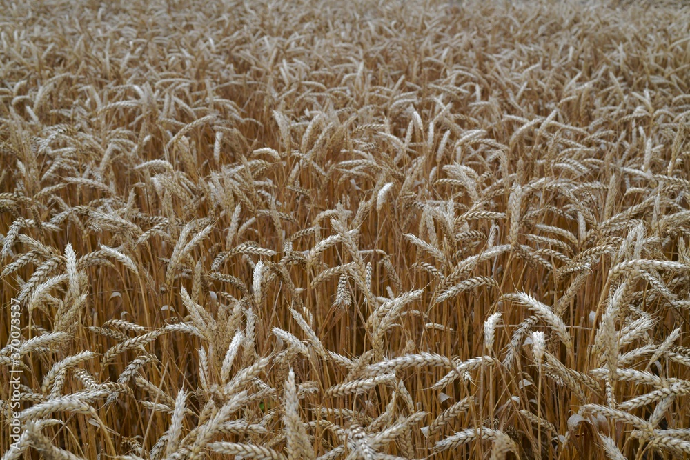 The background is a wheat field of mature ears prone to the ground. The background is a wheat field of mature ears prone to the ground.