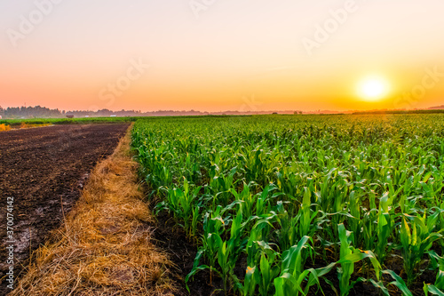 Sunset above the corn field