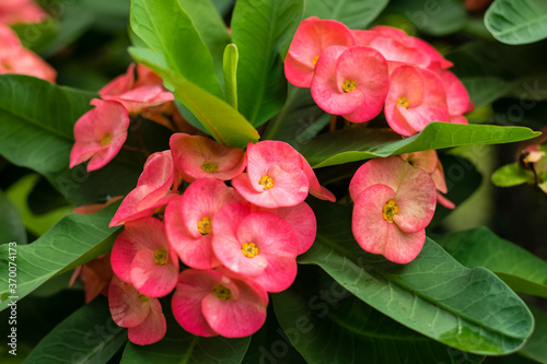 crown of thorns red flower
