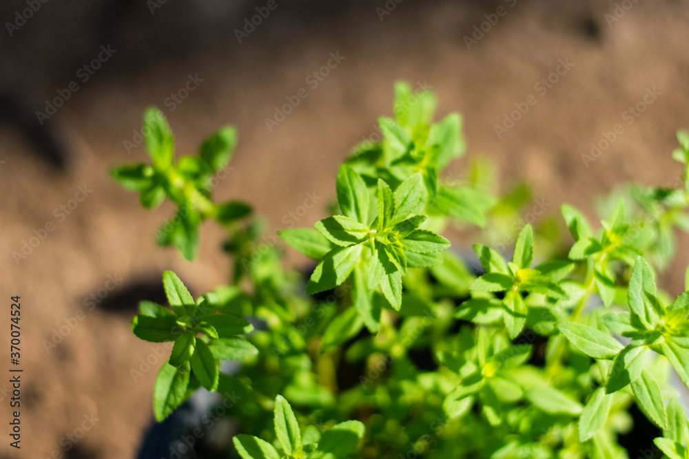 Limnophila aromatica green fresh leaves Limnophila aromatica green fresh leaves