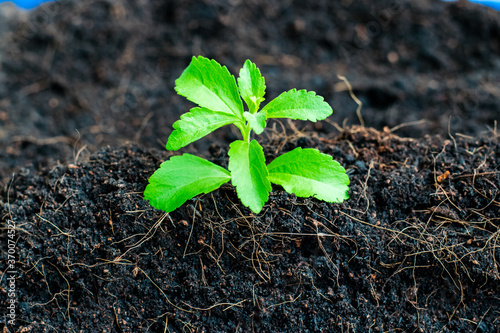 Small stevia tree