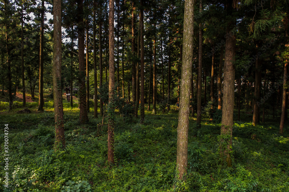 The scenic view of green deep woods valley landscape in early spring. The scenic view of green deep woods valley landscape in early spring.