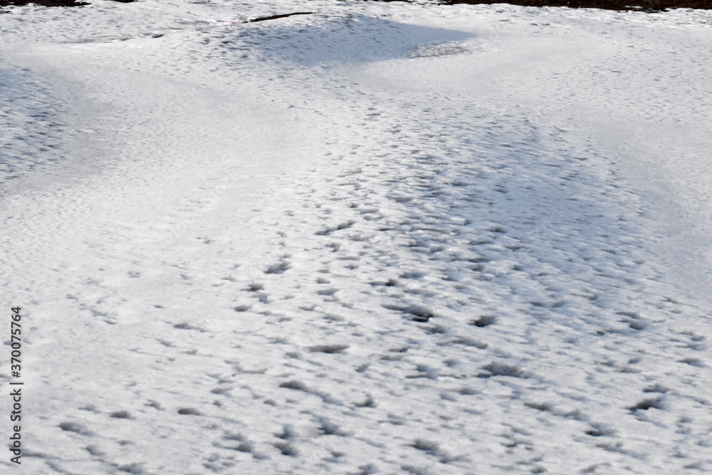 The frozen sea covered with snow. The frozen sea covered with snow.