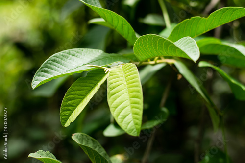 Green leaf guava