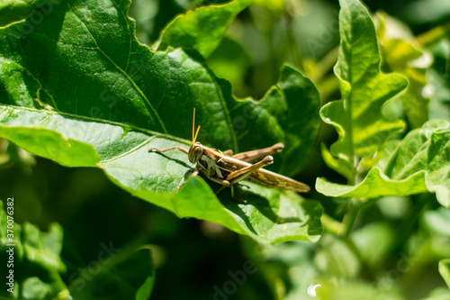 grasshopper on the leaf © somkak