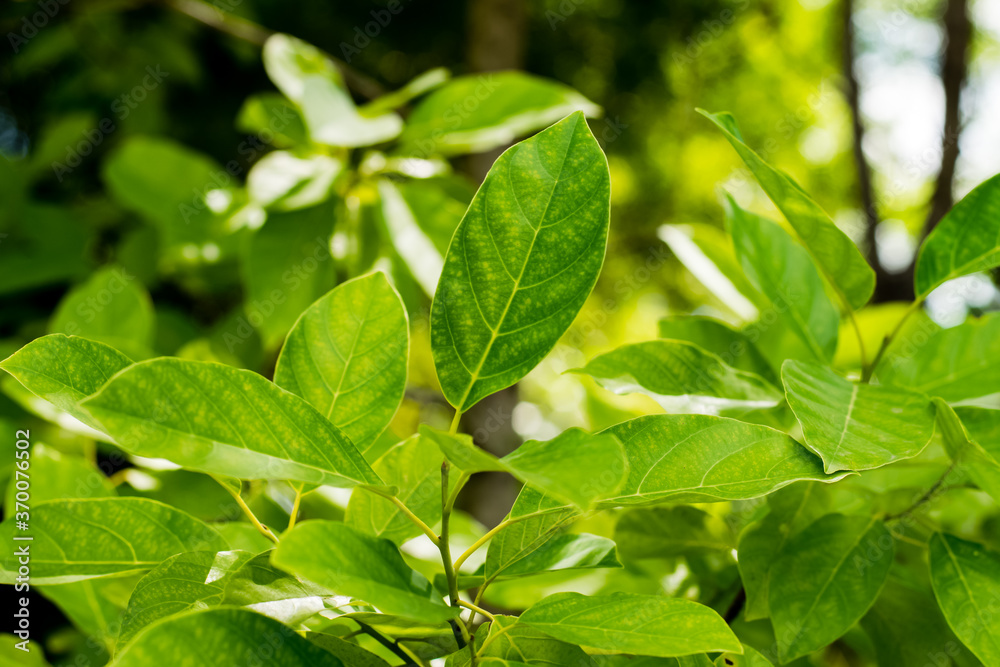 Green leaves of Litsea Petiolata Growing Green leaves of Litsea Petiolata Growing