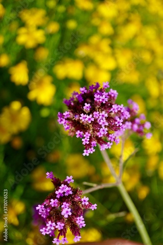 Pink and Yellow