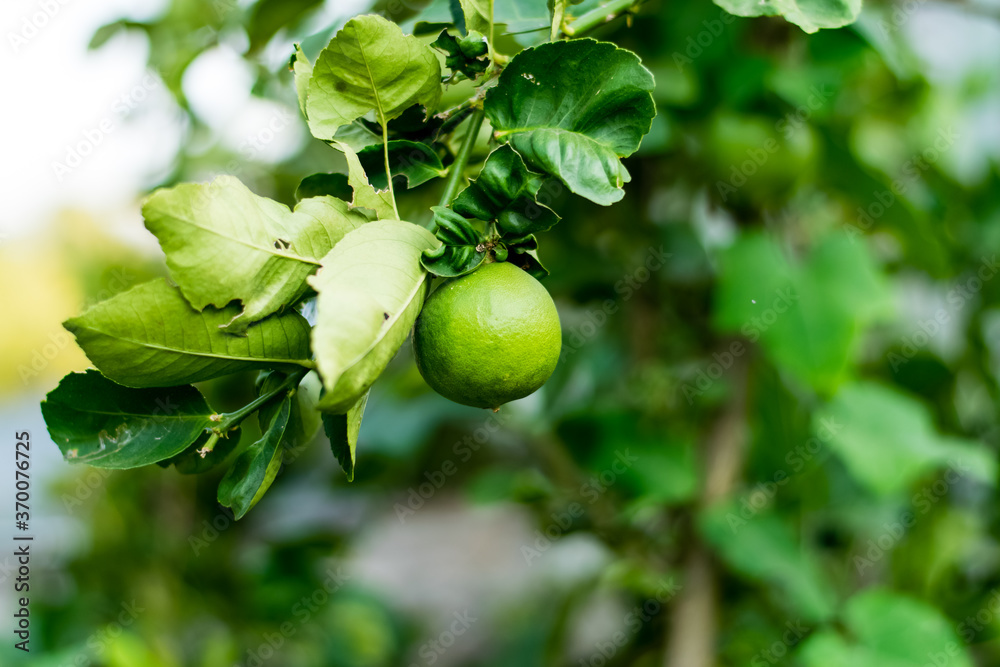 Fresh lemon on tree