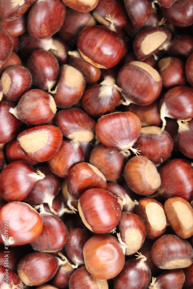 Chestnuts found on the ground around the chestnut tree.
Chestnuts found on the ground around the chestnut tree.