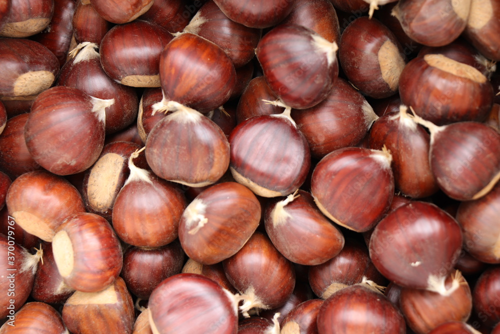 Obraz premium Chestnuts found on the ground around the chestnut tree.